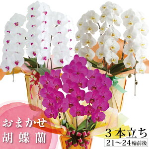  Ɣ_yԐF܂ 3{zi21`24 OjӒ  3{1~ y Mtg j j 蕨 v[g  Vz Nj JXj J J@ ACj 