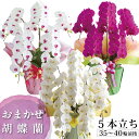 鹿児島 自家農園直送【花色おまかせ5本立ち】（35〜40輪 前後）胡蝶蘭 大輪 5本2万円 あす楽 九州 ギフト お祝い お供え 御祝い 贈り物 米寿 長寿祝い 開店祝い 開業 移転 昇進 就任 送料無料 純白 ピンク 紫 蘭 生花 鉢花 立札木札