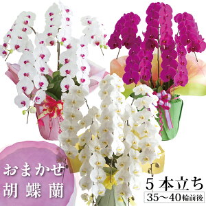  Ɣ_yԐF܂5{zi35`40 OjӒ  5{2~ y B Mtg j  j 蕨 Ď j JXj J ړ] i AC  