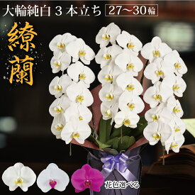 鹿児島 自家農園直送『繚蘭3本立ち』（27〜30輪 前後) 胡蝶蘭 大輪 3本【選べる花色3色】ギフト 贈り物 プレゼント 2万円以下 あす楽 九州 関西 御祝 お祝い お供え 供花 開業 開院 開店祝い 米寿 長寿祝い 送料ラッピング無料 生花 鉢花 立札 木札