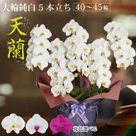 鹿児島 自家農園直送『天蘭 5本立ち』（40〜45輪 前後） 胡蝶蘭 大輪 純白 5本 2万円 あす楽 九州 関西 …