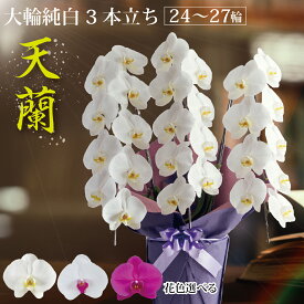 鹿児島からお届け『天蘭3本立ち』胡蝶蘭 大輪 3本（24〜27輪 前後）【選べる花色3色】1万円代 ギフト 贈り物 あす楽 九州 お祝い 御祝い お供え 供花 年忌 就任祝い 周年祝い 開店祝い 長寿祝い 古希 産地直送 送料無料 生花 立札 木札