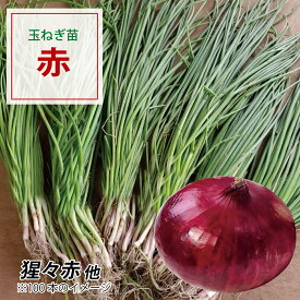 【100円OFFクーポンでお得＆送料無料】鹿児島で育った良質な玉ねぎ苗 期間限定販売＆ご予約受付中♪ 【予約受付中】 赤たまねぎ苗（品種：猩々赤） 選べる本数（束数） 玉ねぎ苗 赤玉ねぎ 野菜苗 培土 種 ガーデニング 家庭菜園 農家直送