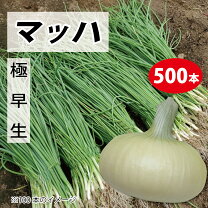 楽天市場】玉ねぎ 苗 極早生の通販
