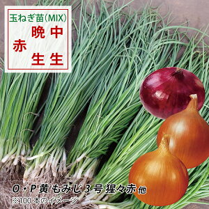 y100~OFFN[|zňǎȋʂ˂c Ԍ̔\t I3Zbg EӐEԂ܂˂ciiFOPE݂ÉX jIׂ{i