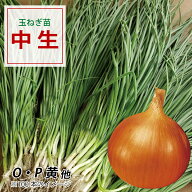 【100円OFFクーポンでお得＆送料無料】鹿児島で育った良質な玉ねぎ苗 期間限定販売＆ご予約受付中♪ 【予…