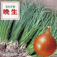 【100円OFFクーポンでお得＆送料無料】【予約受付中】鹿児島で育った良質な玉ねぎ苗 期間限定販売＆ご予…