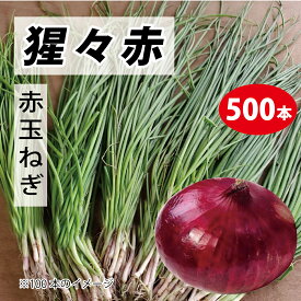 楽天市場 赤 玉ねぎ 種 ガーデニング 農業 花 ガーデン Diy の通販