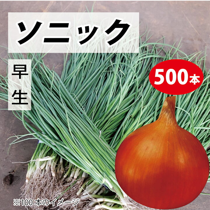 玉葱の苗 ソニック きく