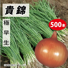 楽天市場 タマネギ 苗 早生の通販 楽天市場 タマネギ 苗 早生の通販