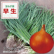 【100円OFFクーポンでお得＆送料無料】鹿児島で育った良質な玉ねぎ苗 期間限定販売＆ご予約受付中♪ 【予…