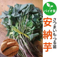期間限定♪名産地鹿児島産【サンワの健やかさつまいも苗】バイオ苗 病気になりにくく生育旺盛 【安納芋】…