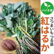 期間限定♪名産地鹿児島産【サンワの健やかさつまいも苗】「バイオ苗」 病気になりにくく生育旺盛 【紅は…