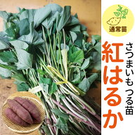 期間限定♪名産地鹿児島産の種芋由来【サンワの健やかさつまいも苗】 【紅はるか】 しっとりとした強い甘…