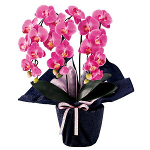 SC�i�Z���t�N���[���j�G�}���H�~�j�Ӓ����O�{�����i�A�[�e�B�t�B�V�����t�����[�j���_�[�N���x���_�[���iminipo-dl�j�y�������݉��i�z