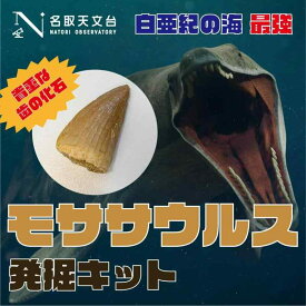【白亜紀の海最強】モササウルス発掘キット