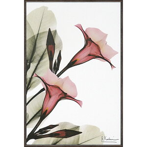 Gz X RAY LoXA[g ugybg t[iSTCYjv Ǌ|p XR-03803NLOi v[g ސELO ƋLO ꑊk