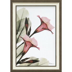 Gz X RAY LoXA[g ugybg t[iMTCYjv Ǌ|p XR-12002NLOi v[g ސELO ƋLO ꑊk