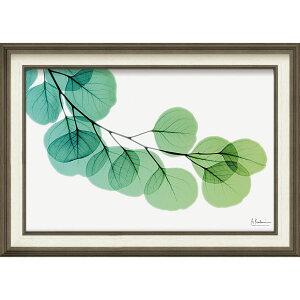 �G��z X RAY �L�����o�X�A�[�g �u���[�J���iM�T�C�Y�j�v �Ǌ|�p XR-12008���N�L�O�i �v���[���g �ސE�L�O ���ƋL�O �����ꑊ�k