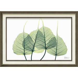 �G��z X RAY �L�����o�X�A�[�g �u���[�t3�iM�T�C�Y�j�v �Ǌ|�p XR-12009���N�L�O�i �v���[���g �ސE�L�O ���ƋL�O �����ꑊ�k