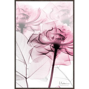 �G��z X RAY �L�����o�X�A�[�g �u�s���N���[�Y�iS�T�C�Y�j�v �Ǌ|�p XR-03817���N�L�O�i �v���[���g �ސE�L�O ���ƋL�O �����ꑊ�k