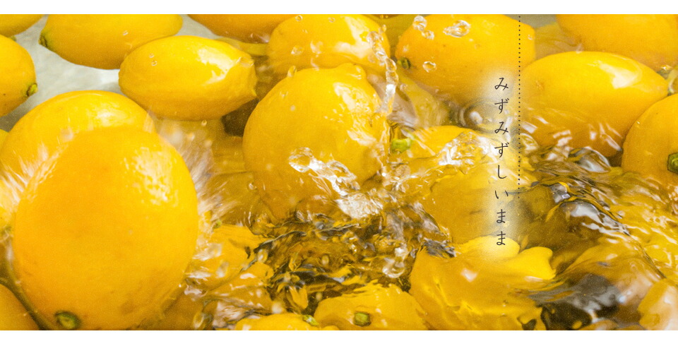 新作 大人気南信州菓子工房 国産・輪切りレモン 24g×60袋 国産 レモン使用 ドライフルーツ包装不可 ドライフルーツ 