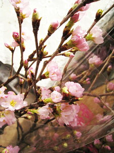 サクラ 花束の通販 価格比較 価格 Com