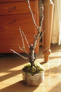 桜 盆栽 冬の人気商品 通販 価格比較 価格 Com