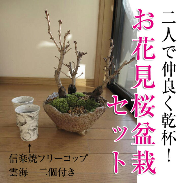 自宅でお花見が楽しめる22年4月頃開花の桜 盆栽サクラ盆栽春にはこんな感じに咲きます 桜並木桜並木桜盆栽お祝い桜盆栽信楽鉢入り盆栽