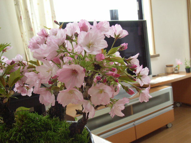 楽天市場 21年4月末頃開花 桜盆栽 桜の盛り合わせ お花見乾杯セット 信楽焼フリーカップ雲海 2個付き 送料無料 春に開花 自宅でお花見 タンブラー 湯のみ ビアカップ ギフト ショップ ナガシマ
