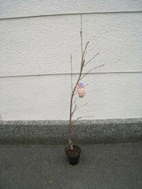 【染井吉野桜】 ソメイヨシノ桜 桜を植樹 　桜の苗　【庭木】