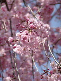 2024年開開花苗【八重しだれ桜】 八重紅枝垂桜　記念 植樹　お祝いに　【庭木】