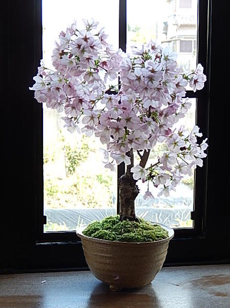 雑誌で紹介された 御殿場桜盆栽 毎年春に お花見桜 和の贈り物 盆栽 