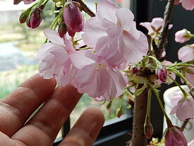 2024年4月に開花さくらのお花見ができる【さくら盆栽】桜盆栽 旭山桜盆栽 信楽焼鉢入り【盆栽】自宅でお花見