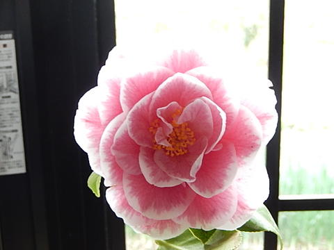 希少 椿鉢植え 驚きの値段で 開花は 2月～3月頃こちらの