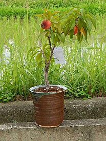 楽天市場 桃の木 ミニ 花 観葉植物 花 ガーデン Diy の通販