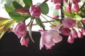 ハナカイドウ盆栽 さくら盆栽 桜盆栽　プレゼントやお祝い事の贈り物に2024年4月頃の春に開花　開花時期は多少前後します