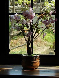母の日に笑顔の花咲く自宅で桜のお花見を楽しむ2024年5月中頃に開花 八重咲きの桜盆栽　ピンクのかわいいいサクラのお花見 が楽しめます　　自宅でお花見　ミニ盆栽