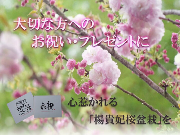楽天市場 自宅で桜のお花見を楽しむ22年4月中頃に開花楊貴妃桜盆栽 八重咲きの桜盆栽 ピンクのかわいいいサクラのお花見 が楽しめます 自宅でお花見 ミニ盆栽 ギフト ショップ ナガシマ