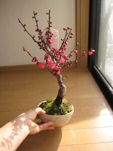 2026N23ɔ~̍肪y߂܂Gߔ~~͔~̂Ԃyޔ~̖~2026N3JԔ~~́y~́z MyĂ g~ ~̖~ 