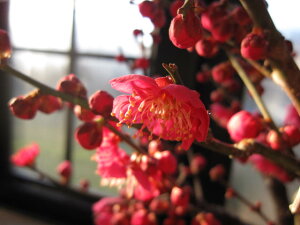 2026N23ɔ~̍肪y߂܂~~ @~ƍ̊񂹐A~́@ƉԂ̑蕨 ~~ y~́z MyĂ g~~́@ yAzyNNn̂j@ΕɁz