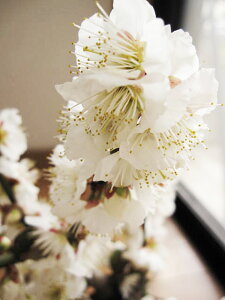 肪y߂~̖~2025N23Jԁy~́@~z~~ @ ~: ~~ ~~͂͊JԂ̔~Ԃ΂炵łBւʂ~̉ԁ@@~ yAz