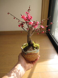 ꂩ܂~̂Ԃy߂܂}\ԒyV|Cg2{2026N3Jԁy~z~~ y~́z MyĂ g~ ~̖~