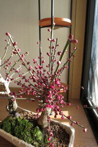 2026N3Jԁy~͔~zg񂹐A~ gƔ~̊JԂ͂ƂĂYōł gƔ~ ~̉ yԁz~̍g~~