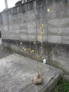 c@~ X~ }QcEoC 2025NJԁ@c