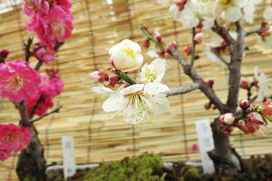 y~~́z 񂹐A~~ ~́@~ MyĂ g~~ yAz2021Nj~