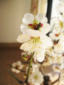 梅のお花見2024年梅盆栽2月頃開花　玄関を彩る梅の花　　白梅を立派に咲かせるのが楽しみです 梅鉢植