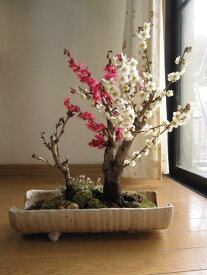 新春盆栽【梅盆栽】 紅白福寿桜盆 ヒナ草寄せ植え 寄せ植え盆栽 信楽焼鉢入り　鉢植　【送料無料】2023年春に開花　自宅でお花見