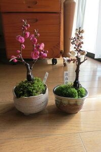 y~~́zg~~͂Ɣ~́@߂ł@g~@2Zbg ƉԂ̑蕨 ~~ MyĂ @@g~@@~Zbg@yAz