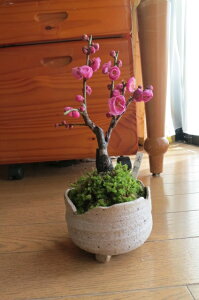 2026N23ɔ~̍肪y߂܂2026N3JԂ̔~~ g~~ ~j~̖~́@yAzyNn̂jɁz